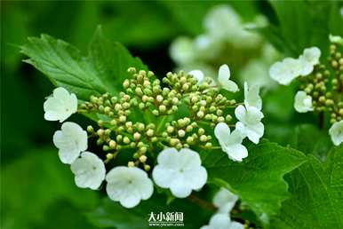 淮北天目琼花在哪里？天目琼花的别名是什么？
