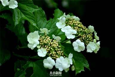 淮北天目琼花在哪里？天目琼花的别名是什么？