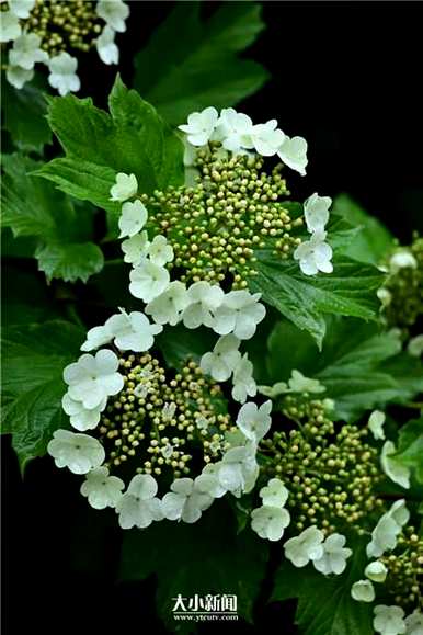 淮北天目琼花在哪里？天目琼花的别名是什么？