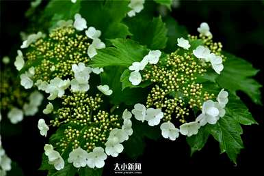 淮北天目琼花在哪里？天目琼花的别名是什么？