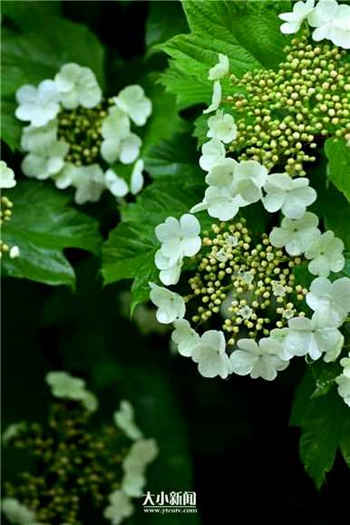 淮北天目琼花在哪里？天目琼花的别名是什么？