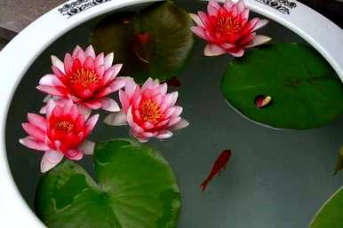 睡莲怎么开花，睡莲怎么养不开花？