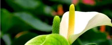 如何养白掌花，如何养白掌