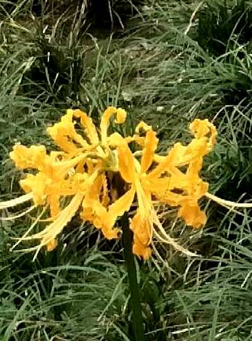 石蒜花可以养在家里吗？石蒜花可以养在水里