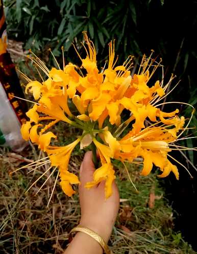 石蒜花可以养在家里吗？石蒜花可以养在水里