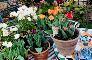 郁金香有几种颜色和特点。郁金香花瓣的颜色是什么？