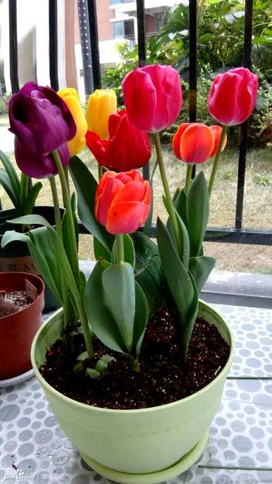 郁金香有几种颜色和特点。郁金香花瓣的颜色是什么？