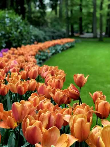 郁金香有几种颜色和特点。郁金香花瓣的颜色是什么？