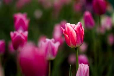 郁金香有几种颜色和特点。郁金香花瓣的颜色是什么？