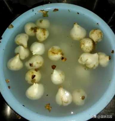 郁金香什么时候适合种植？郁金香可以在三月份种植吗？