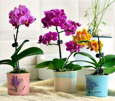 蝴蝶兰多久开一次花，蝴蝶兰浇水几天一次