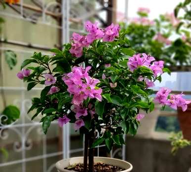 三角梅如何养才能四季开花，三角梅如何修剪才能开花爆盆