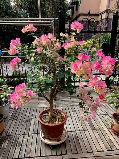 三角梅如何养才能四季开花，三角梅如何修剪才能开花爆盆