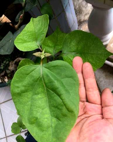 三角梅如何养才能四季开花，三角梅如何修剪才能开花爆盆