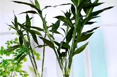 富贵竹几天换一次水怎么样？富贵竹怎样才能长得好？