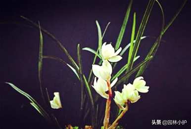 兰花的品种和价格，兰花品种有哪些？