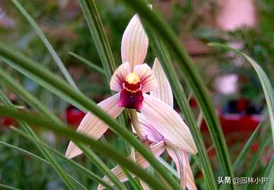 兰花的品种和价格，兰花品种有哪些？