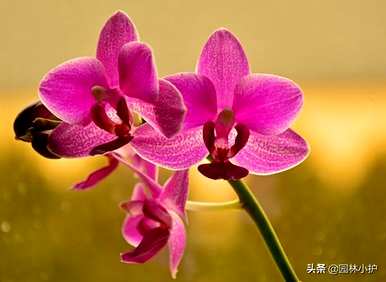 兰花的品种和价格，兰花品种有哪些？