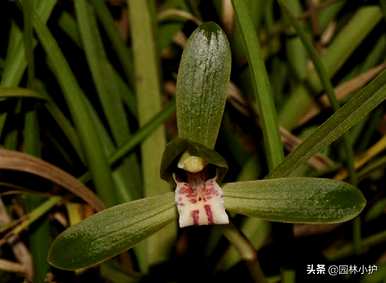 兰花的品种和价格，兰花品种有哪些？