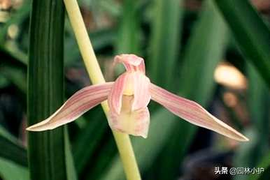 兰花的品种和价格，兰花品种有哪些？