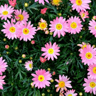 什么花好看又好养？蚊子最怕三种花