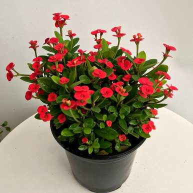 什么花好看又好养？蚊子最怕三种花