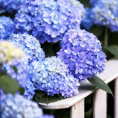 什么花好看又好养？蚊子最怕三种花