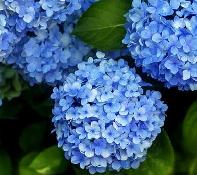 什么花好看又好养？蚊子最怕三种花
