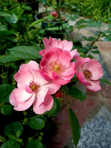 牡丹月季花有哪些品种，月季花有哪些品种？