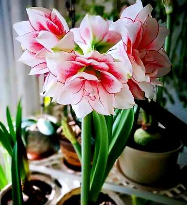 什么花好看又好养？蚊子最怕三种花
