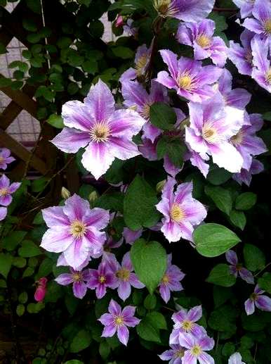 什么花好看又好养？蚊子最怕三种花