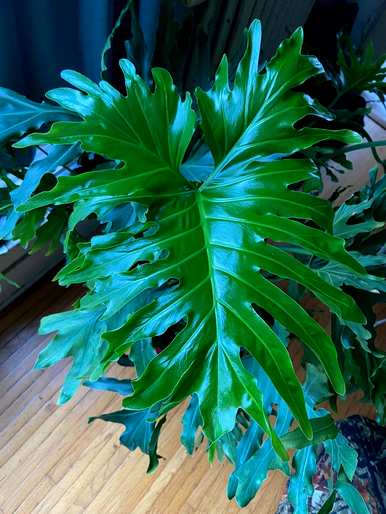 盆栽绿叶植物有哪些？盆栽绿叶植物耐晒耐高温