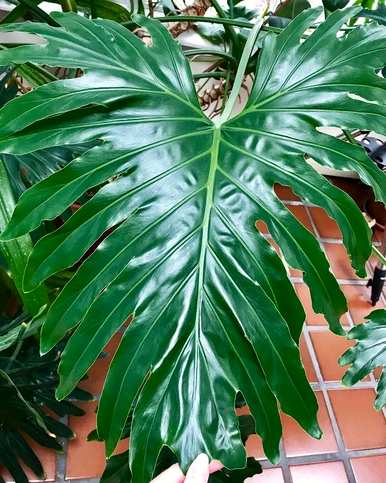 盆栽绿叶植物有哪些？盆栽绿叶植物耐晒耐高温