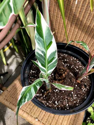 盆栽绿叶植物有哪些？盆栽绿叶植物耐晒耐高温