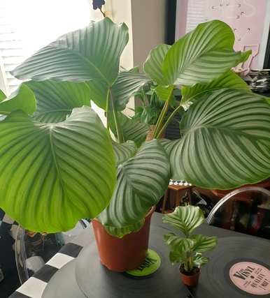 盆栽绿叶植物有哪些？盆栽绿叶植物耐晒耐高温