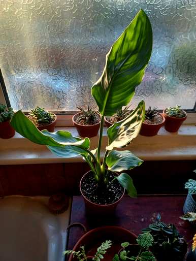 盆栽绿叶植物有哪些？盆栽绿叶植物耐晒耐高温