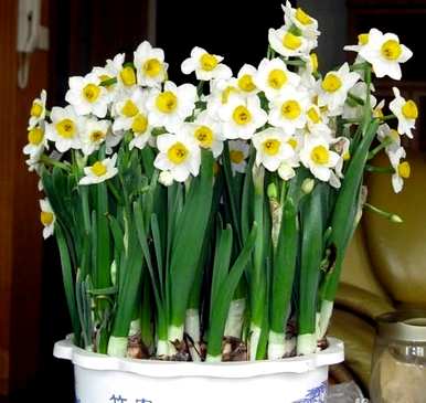 春节开花水仙花什么时候下水养，水仙花怎么开花？