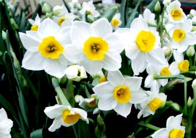 春节开花水仙花什么时候下水养，水仙花怎么开花？