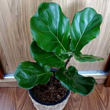 盆栽绿叶植物有哪些？盆栽绿叶植物耐晒耐高温