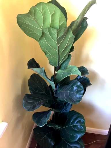 盆栽绿叶植物有哪些？盆栽绿叶植物耐晒耐高温