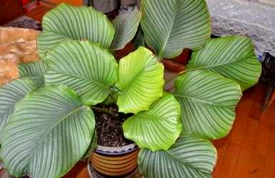 种植竹芋的方法，如何种植水竹芋？