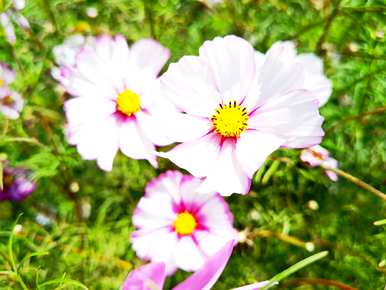 格桑花语是什么意思？格桑花语分析
