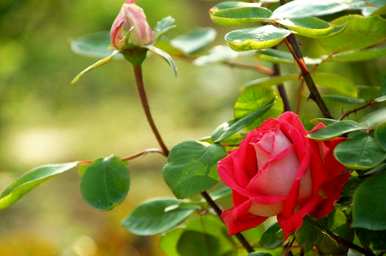 盆栽月季花怎么养比较好，盆栽月季花怎么养比较好