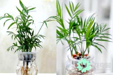 水培袖珍椰子养殖方法，袖珍椰子能水培吗？