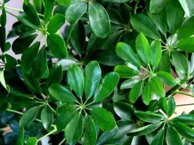 除甲醛植物十大排名外，除甲醛植物十大排名最新