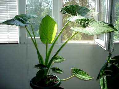 除甲醛植物十大排名外，除甲醛植物十大排名最新