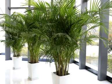 除甲醛植物十大排名外，除甲醛植物十大排名最新