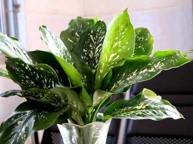 除甲醛植物十大排名外，除甲醛植物十大排名最新
