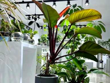 除甲醛植物十大排名外，除甲醛植物十大排名最新