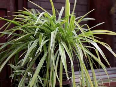 除甲醛植物十大排名外，除甲醛植物十大排名最新